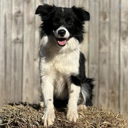 Belgian Malinois and Border Collies from RLSF kennels
