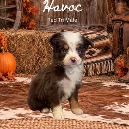 Havoc - Red tri male Miniature Australian Shepherd puppy in Oronogo, Missouri from Dutton's Show Me Farms