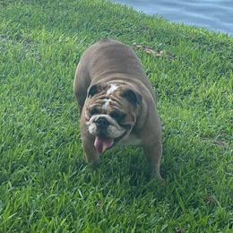 Kandy - Bulldog