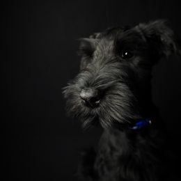 Prince, male - Black male Giant Schnauzer puppy in St George, Utah from Schnauzer Ranch