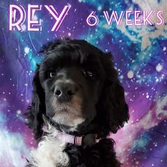 Rey - Poodle puppy in Littleton, Colorado from Fireside Standard Poodles
