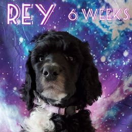 Rey - Poodle puppy in Littleton, Colorado from Fireside Standard Poodles