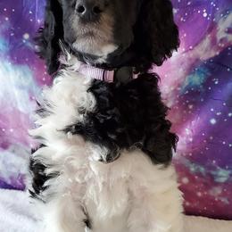Rey - Poodle puppy in Littleton, Colorado from Fireside Standard Poodles