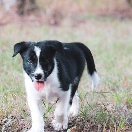 Fred - Black male Border Collie puppy in Dallas, Texas from Effervescent Border Collies