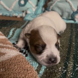 Chili - Red speckled female Australian Cattle Dog puppy in Christmas, Florida from OverTime Cattle Dogs