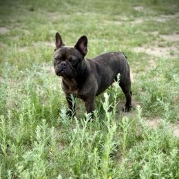 French Bulldog puppies from Denver Rottweilers