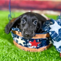Bento - Black male Dachshund puppy in Westport, Kentucky from Lonestar Creek Farm