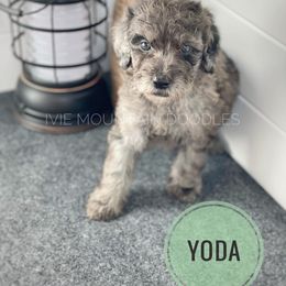 Goldendoodle Puppies from Ivie Mountain Doodles