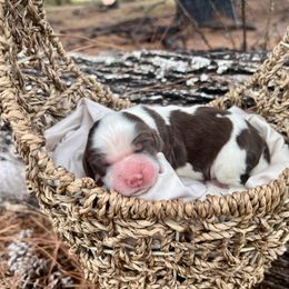 London - Liver white and tan female English Springer Spaniel puppy in Swainsboro, Georgia from Sweet Georgia Springers