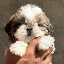 Brittany - Tricolor female Shih Tzu puppy in Central, California from Ling Ling’s Shih Tzu