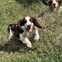 Nestor - Liver and white male English Springer Spaniel puppy in Coxs Creek, Kentucky from Bluegrass Bend English Springer Spaniels