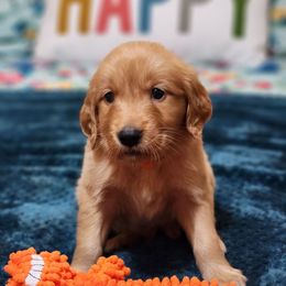 Orange Collar - Dark golden male Golden Retriever puppy in Section, Alabama from Country Girl Golden Retrievers