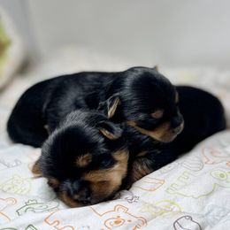 Yorkshire Terrier puppies from Firesteel Yorkies