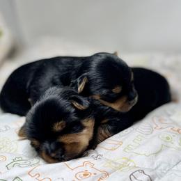 Yorkshire Terrier puppies from Firesteel Yorkies