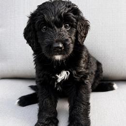 Brownie - Black male Bernedoodle puppy in High Point, North Carolina from Kingsfield Doodles
