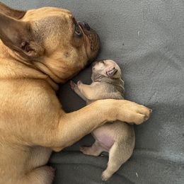 French Bulldog Puppies from Silver Maple Frenchies