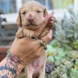 Princess Goldie  the cream - Cream female Dachshund puppy in El Cajon, California from Lisa Buxton