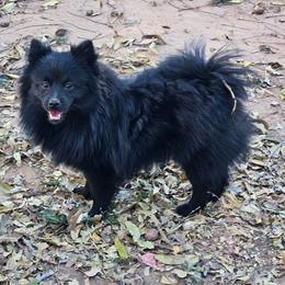 Theodore - Black male Pomeranian puppy in Laredo, Texas from SASH Poms