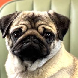 Pugs from Sonya & Olly Pugs