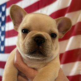 Mr Gray - Cream male French Bulldog puppy in Clinton, Tennessee from Summer Rose