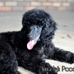 Poodle Puppies from Anna-Ash Poodles