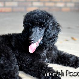 Poodle Puppies from Anna-Ash Poodles