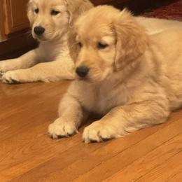 Golden Retriever Puppies from Sugarloaf Golden Retrievers (Formerly Vixena Golden Retrievers)