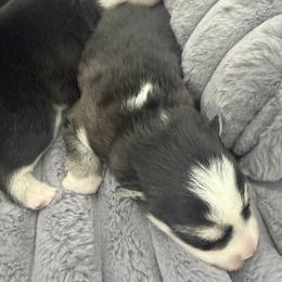 Tetra - Wolf sable female Pomsky puppy in Auburn, Washington from Periwinkle Pomskies