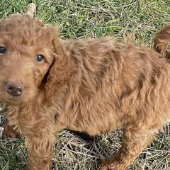 Goldendoodles and Poodles from Wild and Wonderful Poodles and Doodles