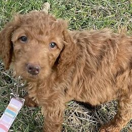 Goldendoodles and Poodles from Wild and Wonderful Poodles and Doodles