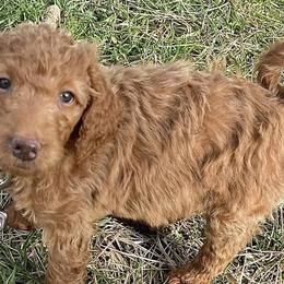 Goldendoodles and Poodles from Wild and Wonderful Poodles and Doodles
