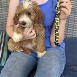 Camo collar - Red  male Goldendoodle puppy in Lake Butler, Florida from Providence Ranches