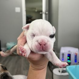 Panda - Black tri-color female Bulldog puppy in Hobe Sound, Florida from Amanda’s Bullies