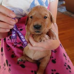 Purple - Golden female Golden Retriever puppy in Lanesboro, Minnesota from Eagle Ridge Golden Retrievers