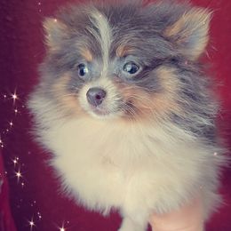 Blue Tri - Tri-colored male Pomeranian puppy in Albany, Oregon from Purrs N Poms