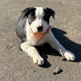 Dancer - Black and white male Border Collie puppy in Huntersville, North Carolina from MJ Border Collies