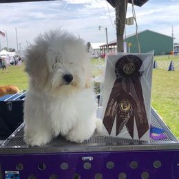 Sissy - Coton de Tulear