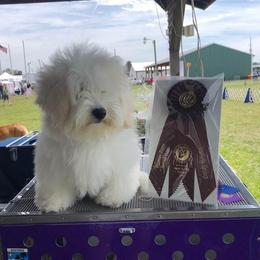 Sissy - Coton de Tulear