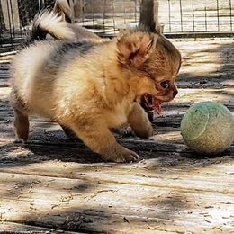 Lil Louie - Fawn male Chihuahua puppy in Weatherford, Texas from Small and Mighty Chihuahuas