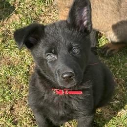 Mr Red - Black male German Shepherd puppy in Berlin, Wisconsin from Gypsy Miracle Kennels