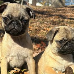 Pugs from NorthWest GA Pugs
