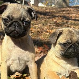 Pugs from NorthWest GA Pugs
