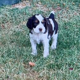 English Springer Spaniel Puppies from Desert Shadow Springers