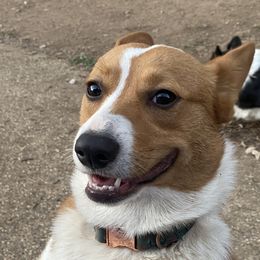 Emma - Pembroke Welsh Corgi
