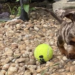 Dachshund Puppies from Little Legs Miniature Dachshunds