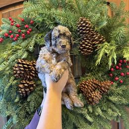 Bear - Merle male Goldendoodle puppy in Fresno, California from CaliDoodles