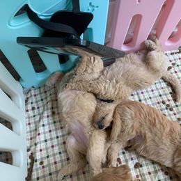 Goldendoodle Puppies from Bear Ridge Doodles