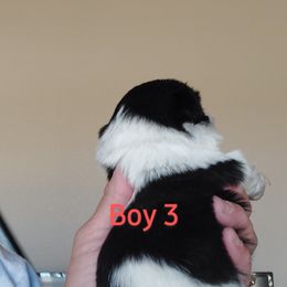 Shih Tzu Puppies from Karen Elliott