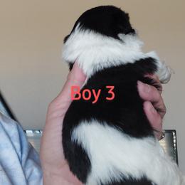 Shih Tzu Puppies from Karen Elliott