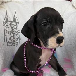 Atreyu - Black female Great Dane puppy in Prairieville, Louisiana from Southern Barron Danes & Dachshunds